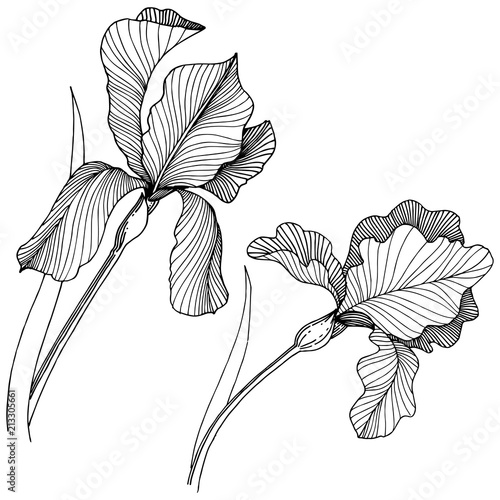 Irises flower in a vector style isolated. Full name of the plant: irises. Vector flower for background, texture, wrapper pattern, frame or border.