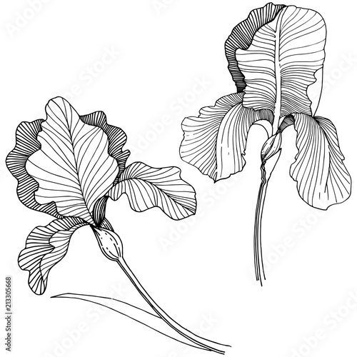 Irises flower in a vector style isolated. Full name of the plant: irises. Vector flower for background, texture, wrapper pattern, frame or border.