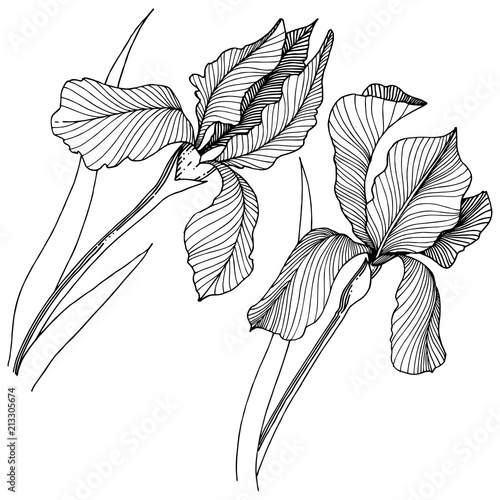 Irises flower in a vector style isolated. Full name of the plant: irises. Vector flower for background, texture, wrapper pattern, frame or border.