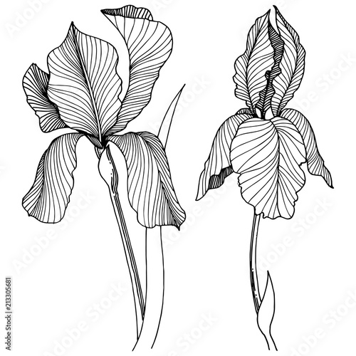 Irises flower in a vector style isolated. Full name of the plant: irises. Vector flower for background, texture, wrapper pattern, frame or border.
