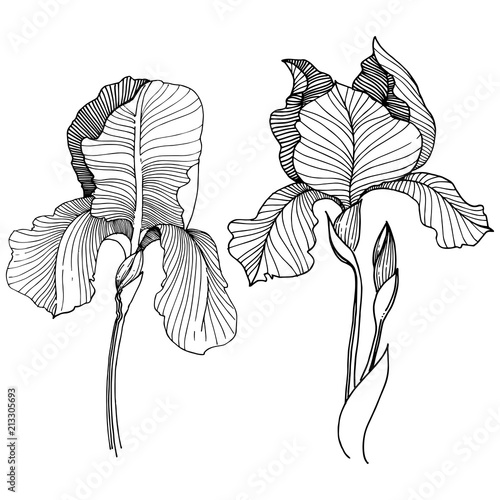 Irises flower in a vector style isolated. Full name of the plant: irises. Vector flower for background, texture, wrapper pattern, frame or border.