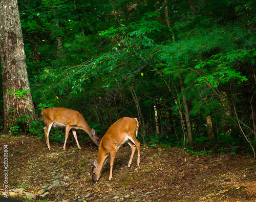 Two Deer Eating Together in Blue Ridge, Georgia 
