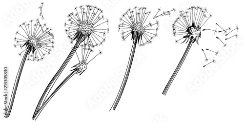 Wildflower dandelion  in a vector style isolated. Full name of the plant: dandelion. Vector flower for background, texture, wrapper pattern, frame or border.