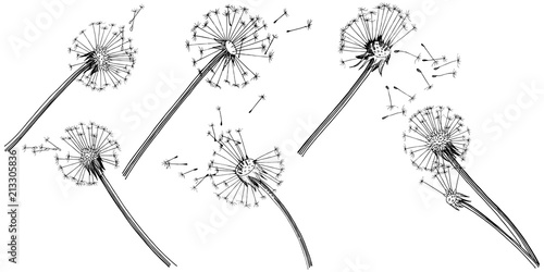 Wildflower dandelion  in a vector style isolated. Full name of the plant: dandelion. Vector flower for background, texture, wrapper pattern, frame or border.