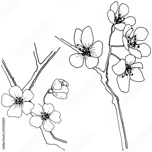 Sakura in a vector style isolated. Full name of the plant: sakura. Vector flower for background, texture, wrapper pattern, frame or border.