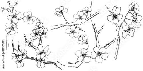 Sakura in a vector style isolated. Full name of the plant: sakura. Vector flower for background, texture, wrapper pattern, frame or border.