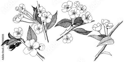 Apple flowers in a vector style isolated. Full name of the plant: apple flowers. Vector flower for background, texture, wrapper pattern, frame or border.