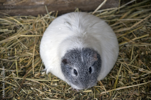 guinea pig