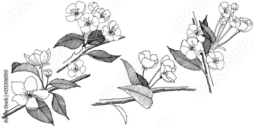 Apple flowers in a vector style isolated. Full name of the plant: apple flowers. Vector flower for background, texture, wrapper pattern, frame or border.