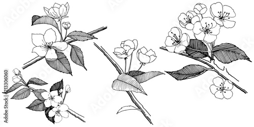 Apple flowers in a vector style isolated. Full name of the plant: apple flowers. Vector flower for background, texture, wrapper pattern, frame or border.