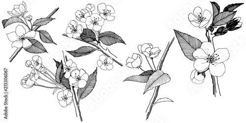 Apple flowers in a vector style isolated. Full name of the plant: apple flowers. Vector flower for background, texture, wrapper pattern, frame or border.