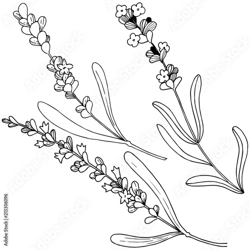 Flower lavender in a vector style isolated. Full name of the plant: lavender. Vector flower for background, texture, wrapper pattern, frame or border.