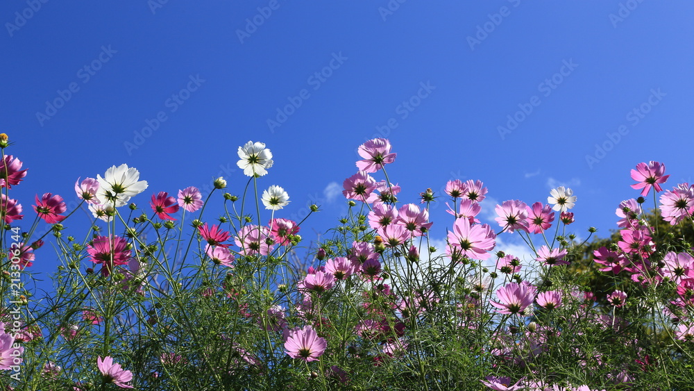 青空とコスモス(16:9) Blue sky and cosmos 青空とコスモス(16:9) Blue sky and cosmos