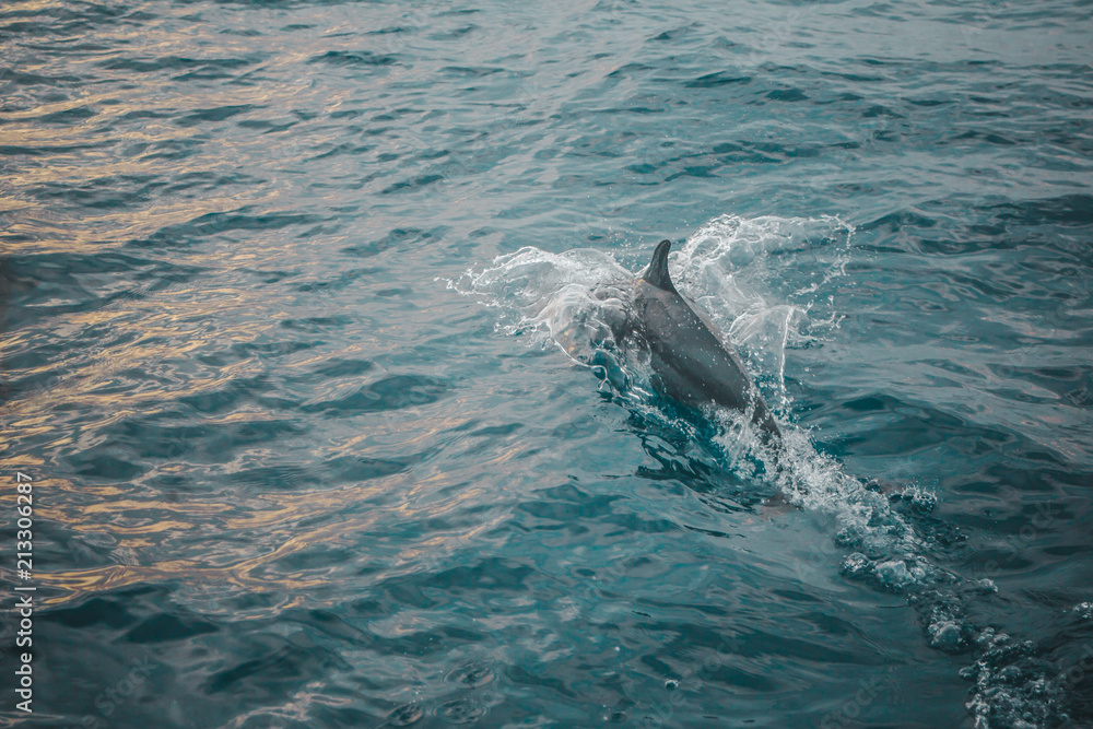 Naklejka premium Atlantic dolphin breaking the surface of the water in the Caribbean Sea