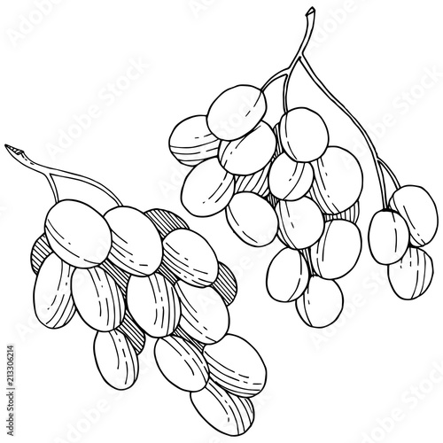 Grape healthy food in a vector style isolated. Full name of the fruit: grape. Vector wild fruit for background, texture, wrapper pattern or menu.