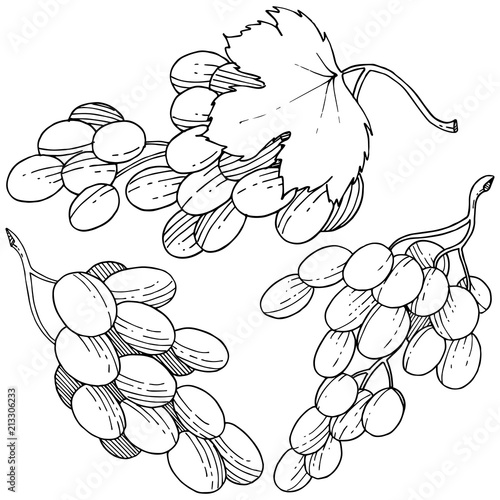 Grape healthy food in a vector style isolated. Full name of the fruit: grape. Vector wild fruit for background, texture, wrapper pattern or menu.