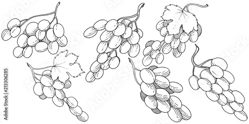 Grape healthy food in a vector style isolated. Full name of the fruit: grape. Vector wild fruit for background, texture, wrapper pattern or menu.