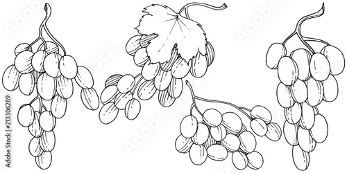 Grape healthy food in a vector style isolated. Full name of the fruit: grape. Vector wild fruit for background, texture, wrapper pattern or menu.