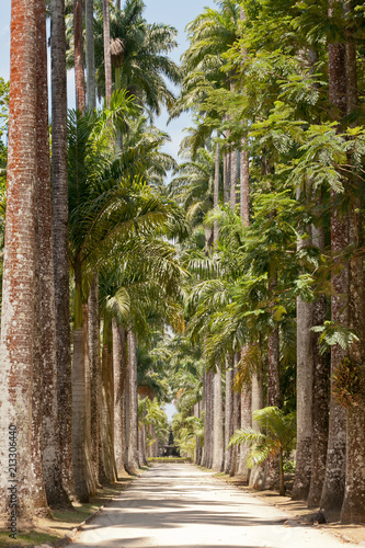 Lane with tall palm trees leading to a fountain © Maarten Zeehandelaar
