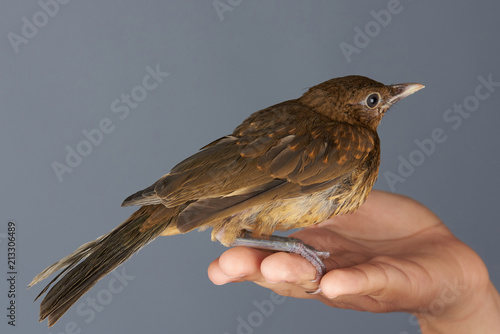 Little bird sit on human palm