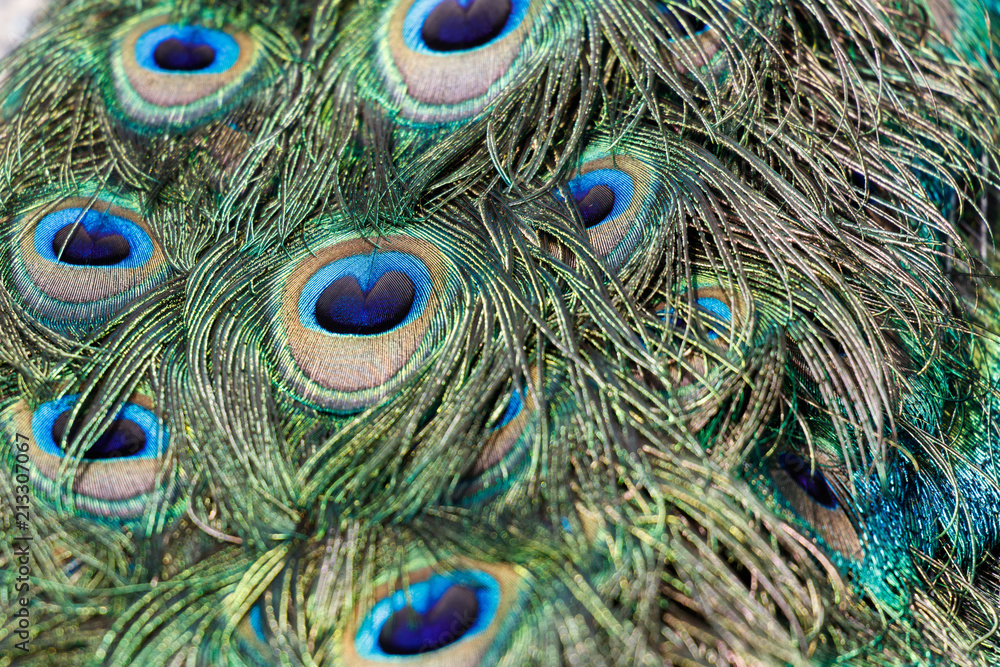Fototapeta premium colorful Peacock feathers
