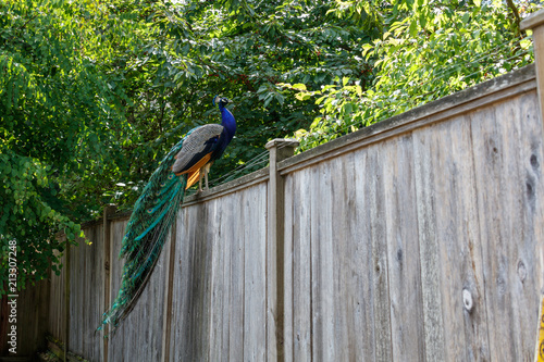 wild Peacock bird