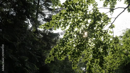 Sunny leaves in the forest. photo