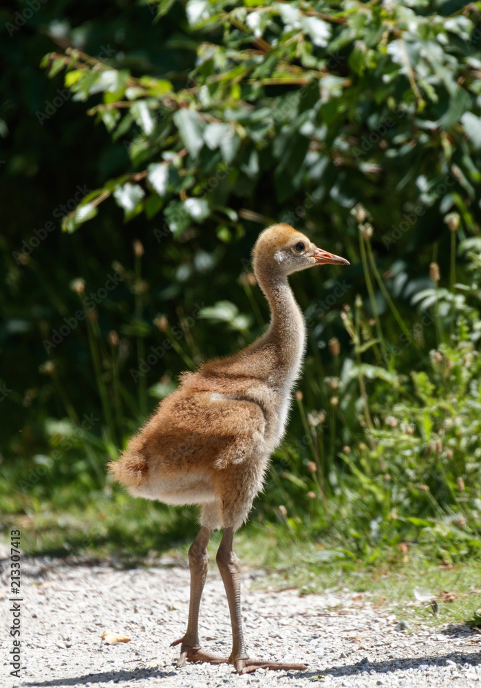 Obraz premium Sandhill crane baby