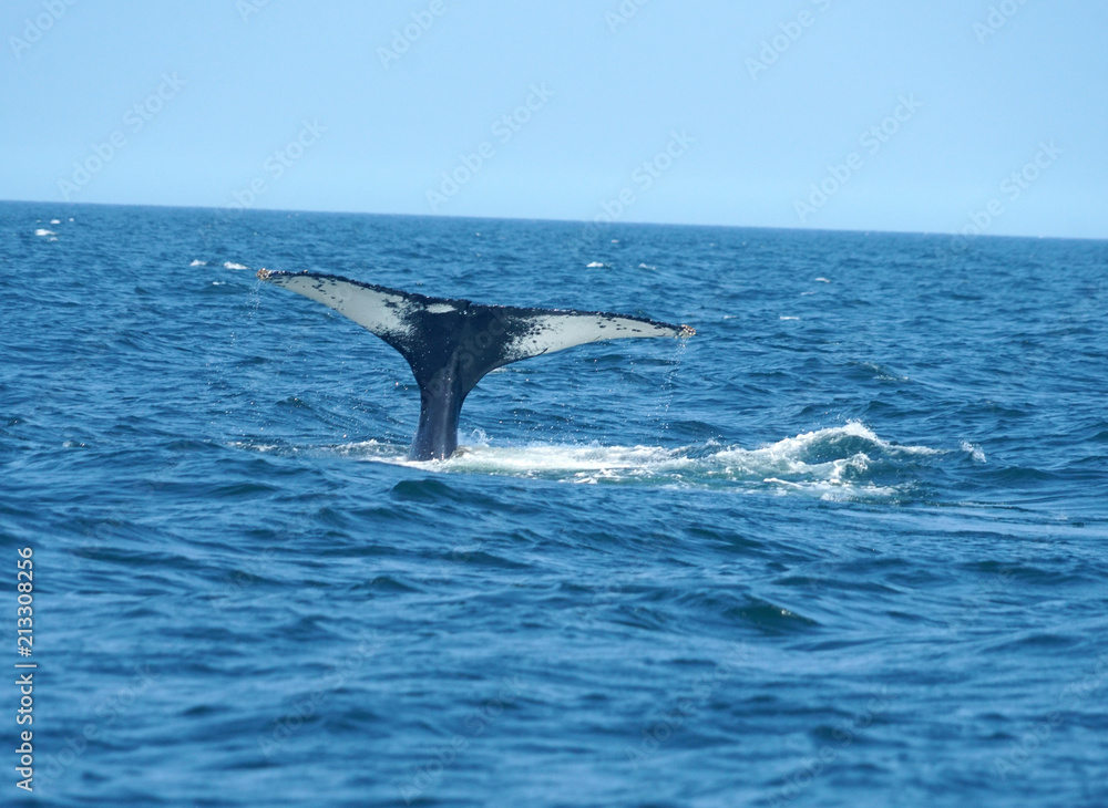 Fototapeta premium tail of humpback whale in the ocean during whale watch trip