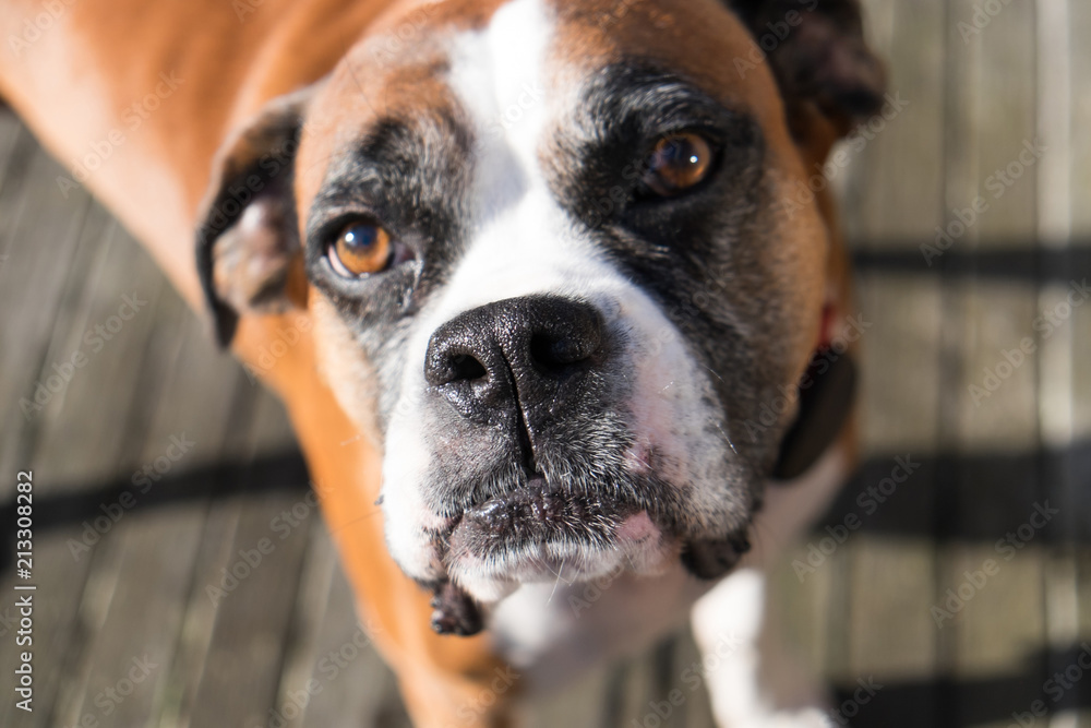 Boxer dog with shallow depth of field - focus is on nose Boxer dog with shallow depth of field - focus is on nose