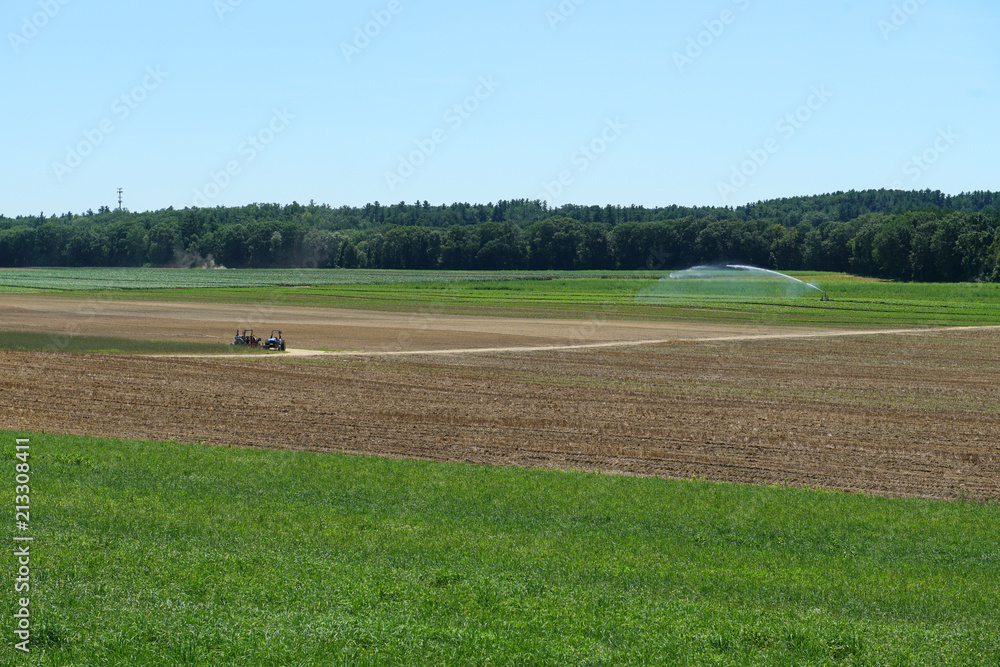 farm field with plant growing in summer