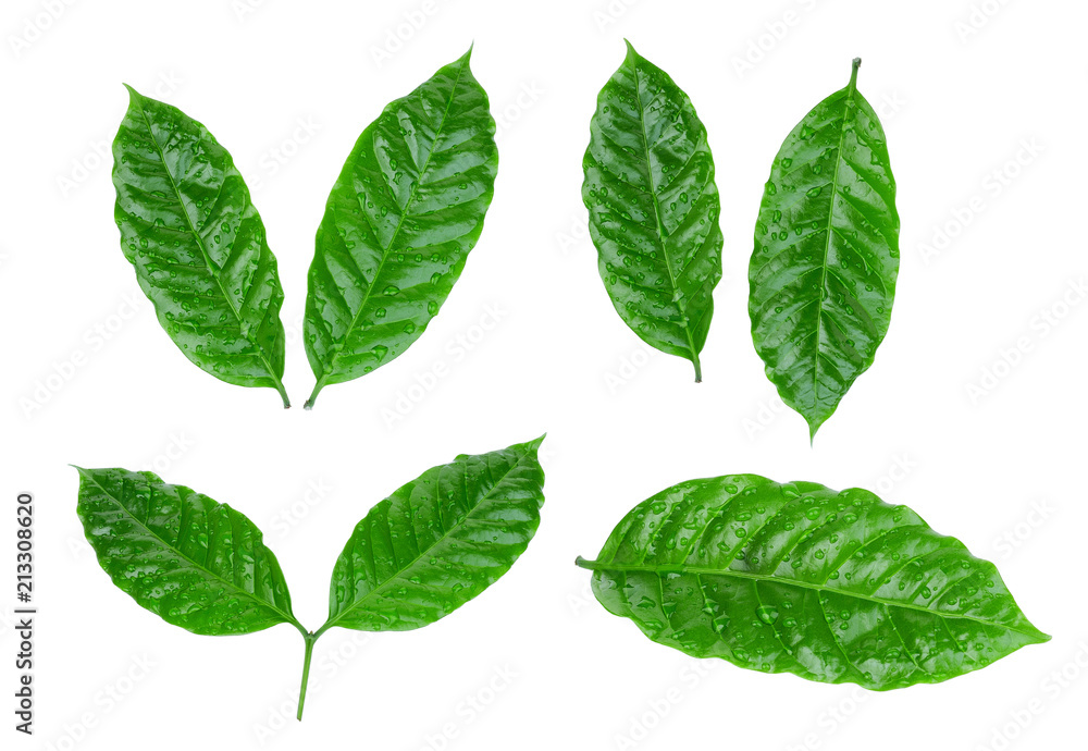 coffee leaf with drop of water isolated on white background coffee leaf with drop of water isolated on white background