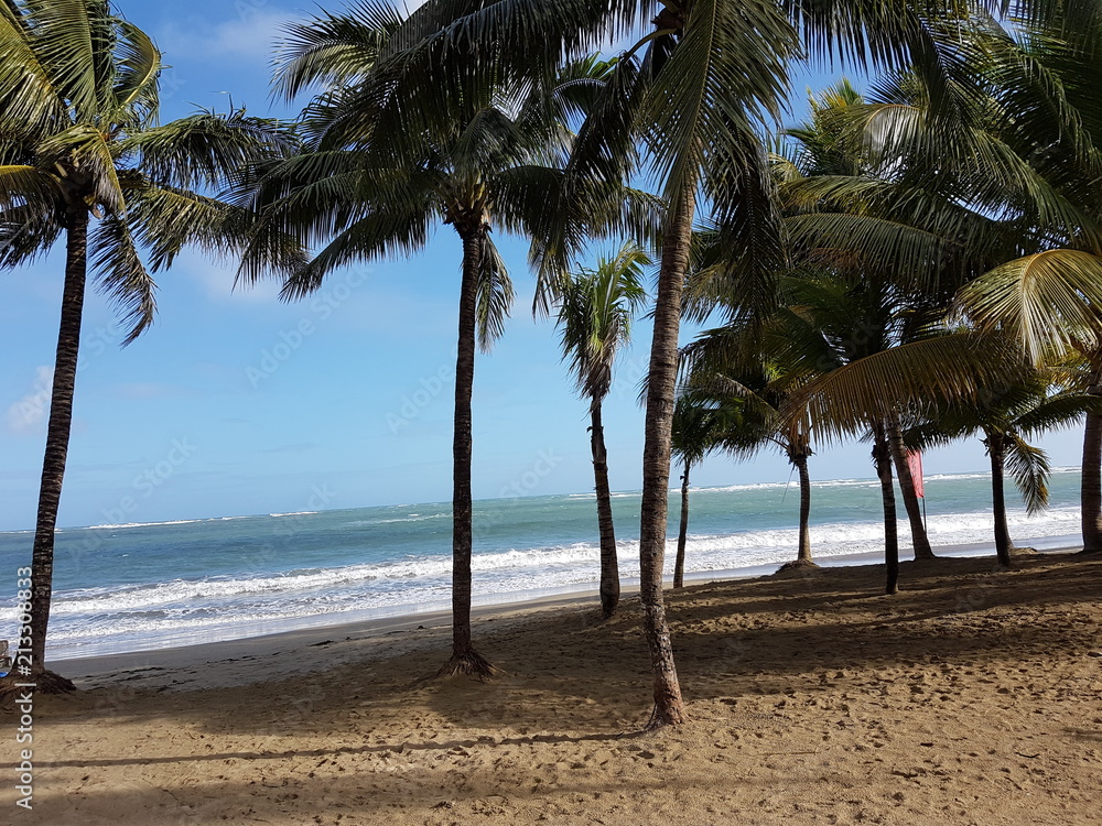 Obraz premium Plage et palmiers