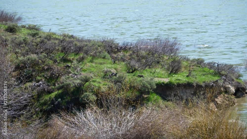 Lone baby fox standing on the edge of lake bank. Lone baby fox standing on the edge of lake bank.