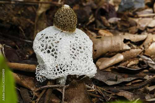 Fotografia Phallus indusiatus or Dancing mushroom