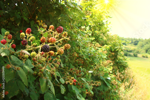 hecke brombeeren photo