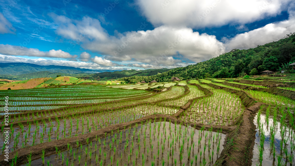 Rice Field Landscape 