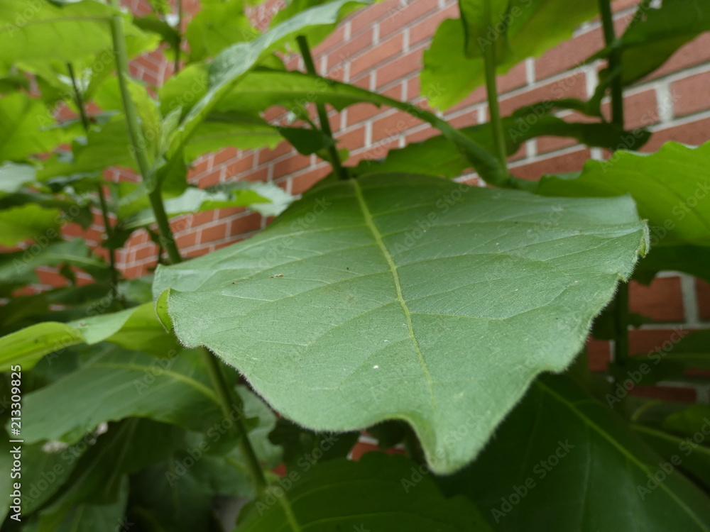 Large Leaf Along Brick Wall of a house Large Leaf Along Brick Wall of a house