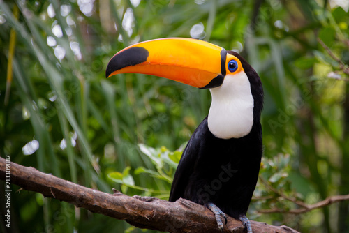 Toco Toucan Bird with Vibrant Colorful Bill