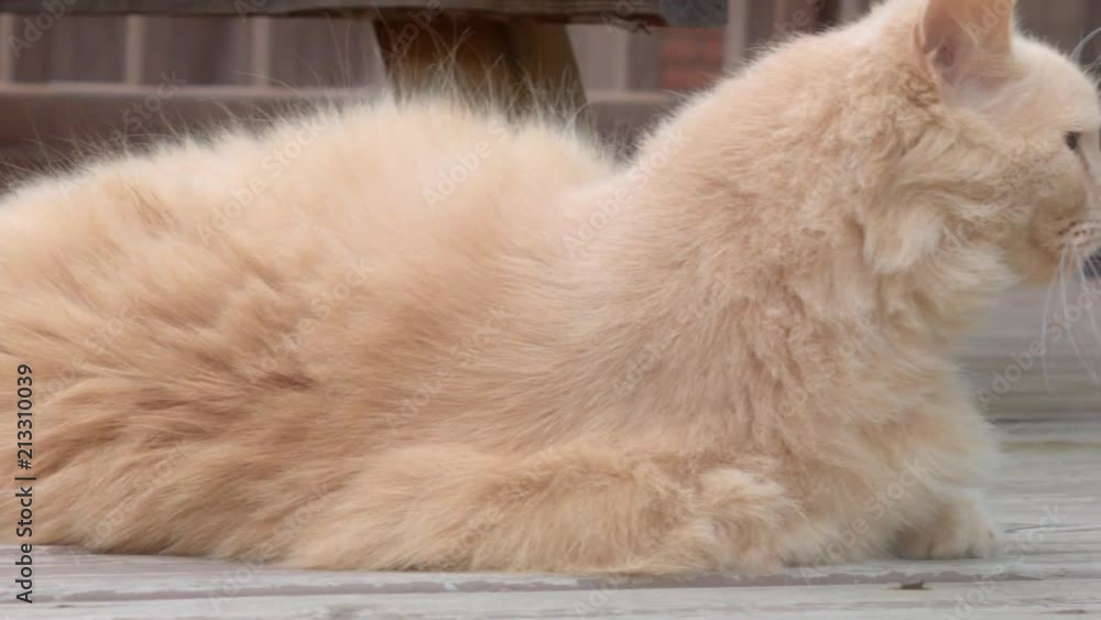 A lazy fat cat sitting on a porch. A lazy fat cat sitting on a porch.