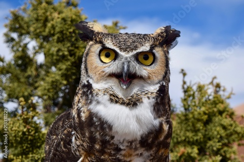 Great Horned Owl