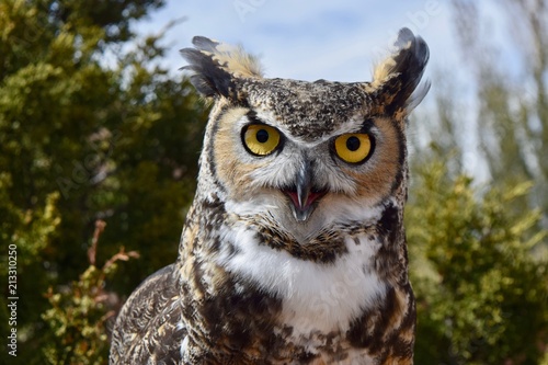 Great Horned Owl © Sage Photography 