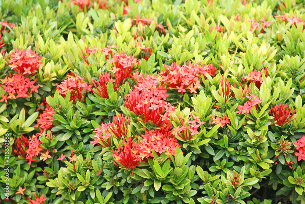 Red spike flower with green leaf ,Ixora coccinea tree fence natural background Red spike flower with green leaf ,Ixora coccinea tree fence natural background