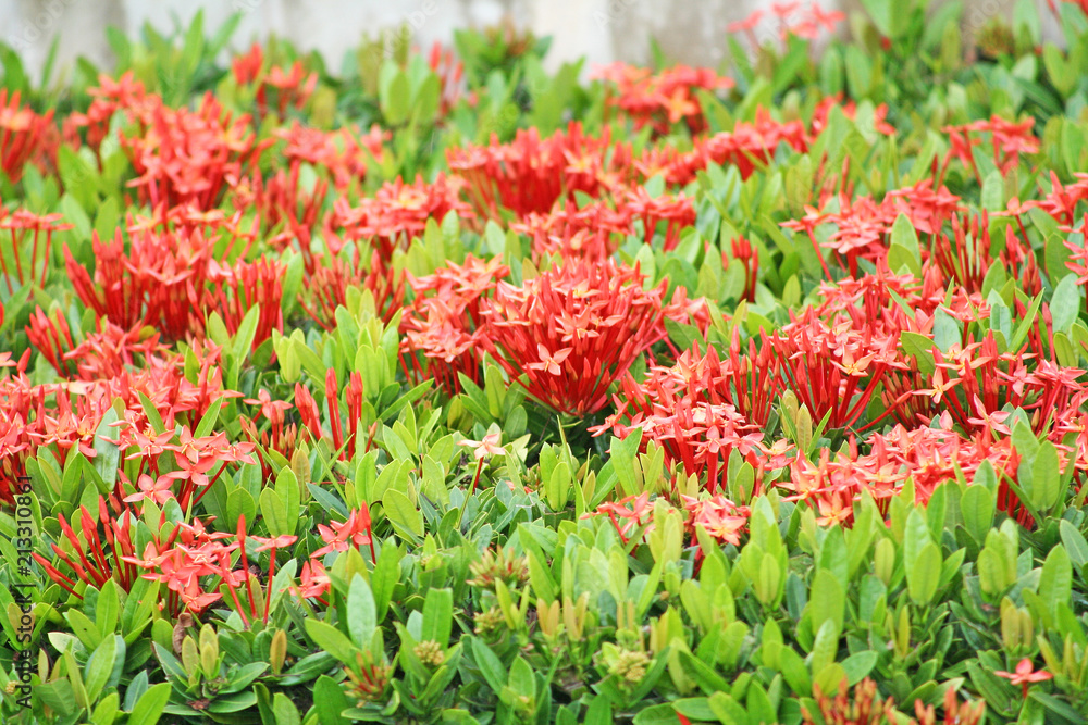 Red spike flower,Ixora coccinea tree fence natural on background Red spike flower,Ixora coccinea tree fence natural on background