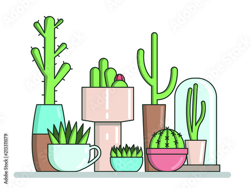 indoor cactus in pots