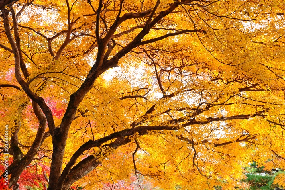 Colorful Leaves and Maple Trees in Autumn in Kyoto, Japan Colorful Leaves and Maple Trees in Autumn in Kyoto, Japan