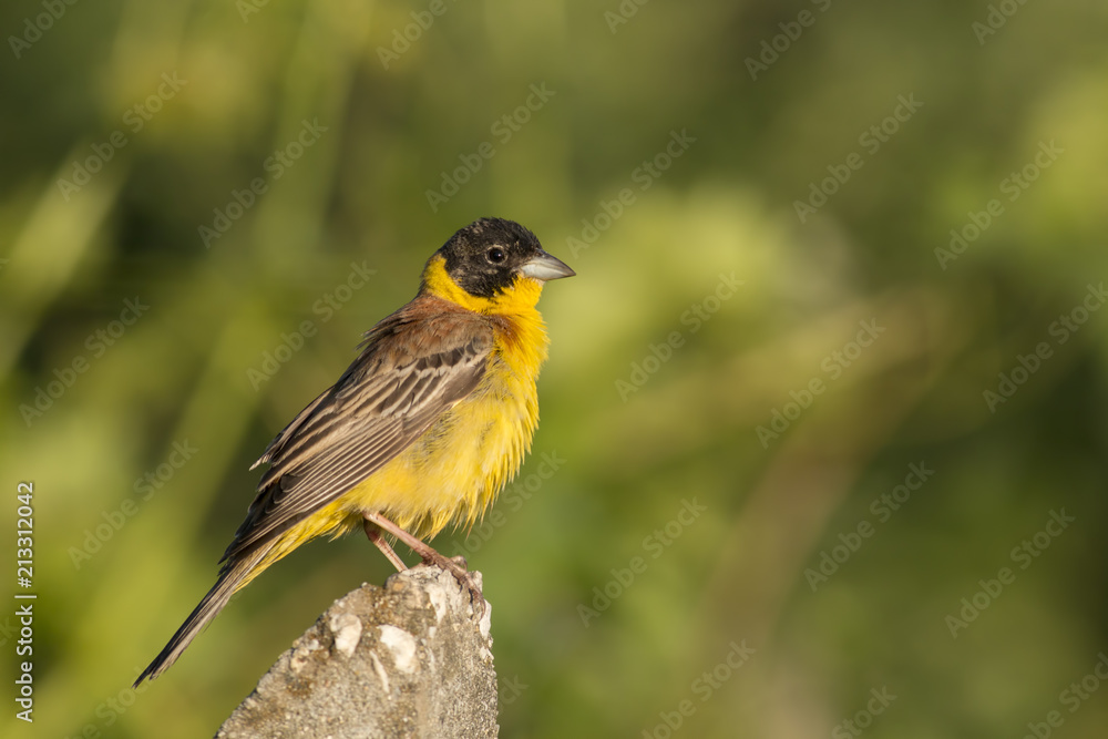 Obraz premium Black-headed Bunting sitting