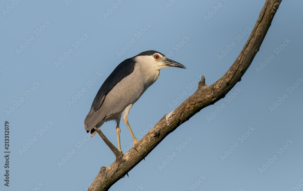 Night Heron Night Heron