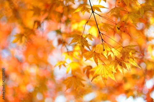 Colorful Leaves of Maple Trees at closeup in Autumn in Kyoto  Japan