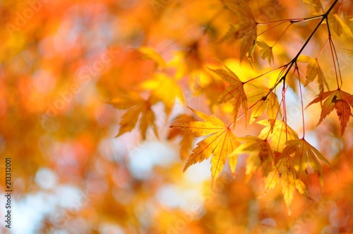 Colorful Leaves of Maple Trees at closeup in Autumn in Kyoto, Japan